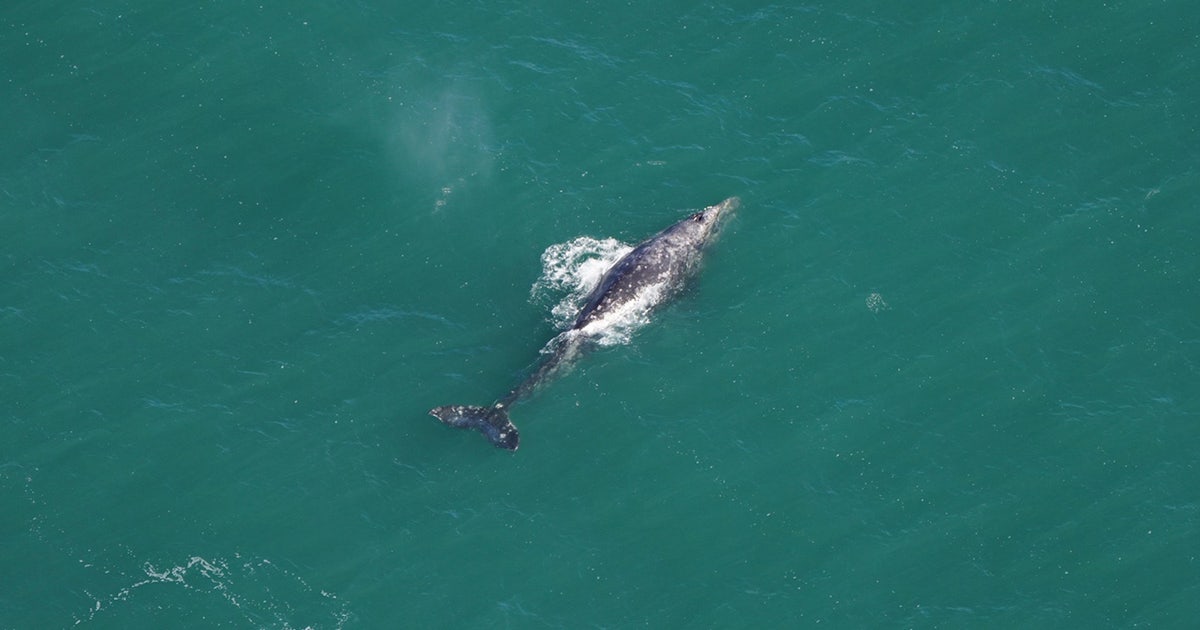 Whale that vanished from Atlantic over 200 years ago spotted off Whale that vanished from Atlantic over 200 years ago spotted off