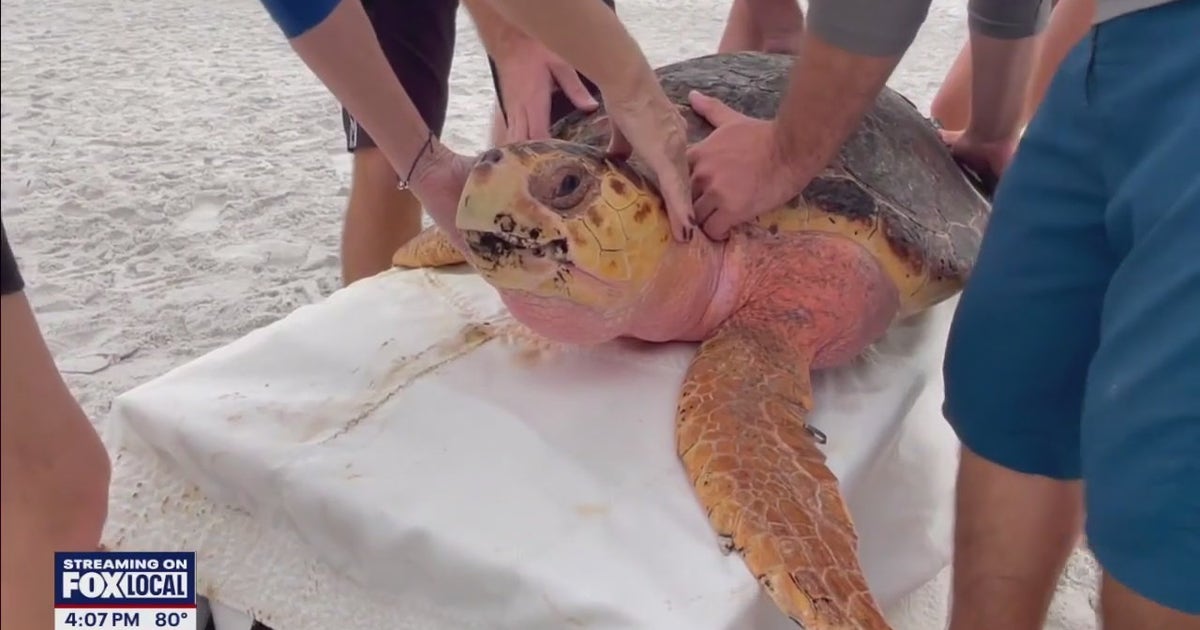 Loggerhead turtle returned home after rehab at Mote Marine Laboratory ...