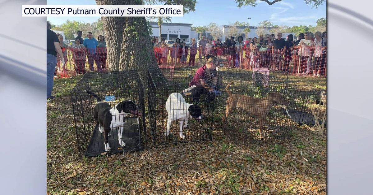 Tampa rescue worries about dogs rescued from hoarding situation after ...