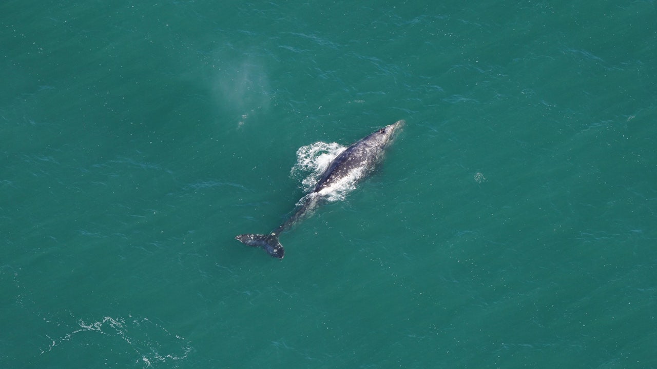 Whale that vanished from Atlantic over 200 years ago spotted off