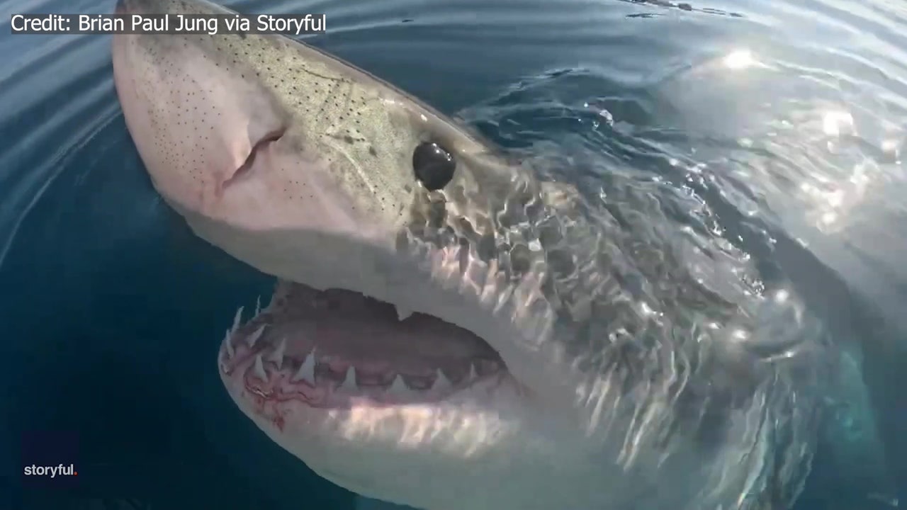  Great white shark headbutts camera belonging to Sarasota boaters before feasting on whale carcass