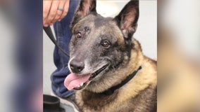 Retired K-9 dies after serving 7 years with Citrus County Sheriff’s Office