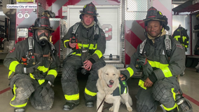 Fire Rescue dog sworn in to work with Venice firefighters