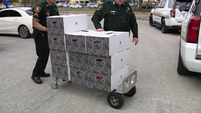 Pinellas deputies help make special deliveries ahead of Easter