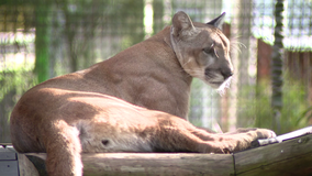 State buys 1,300-acre Polk County property in effort to conserve habitat, protect Florida panther