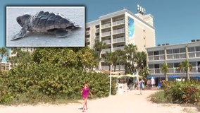TradeWinds teams up with non-profit in hopes of educating tourists about sea turtle safety