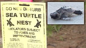 Sea turtle study shows promising signs for species 40 years later
