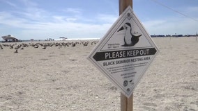Seabirds nesting in the Bay Area as tourists visit for spring break