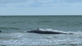 Sperm whale beached off coast of Venice to be euthanized if it survives the night, FWC says
