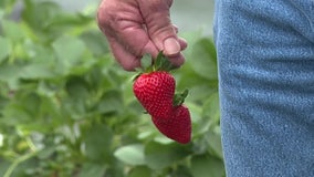 Tiny insect called chilli thrips threatens local strawberry industry