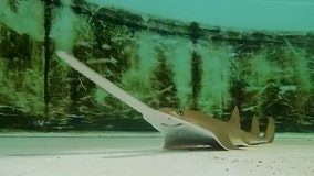 Florida wildlife officials to necropsy 20 dead sawfish found in Florida Keys