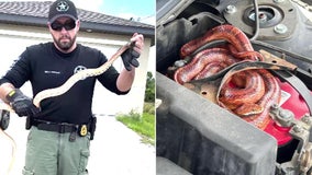 Video: Snake startles Florida driver who mistook it for a python and called deputies
