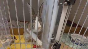 More than 100 rabbits up for adoption following Bradenton hoarding case