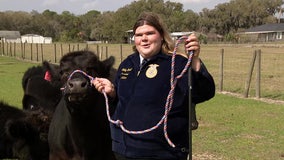 Annual steer auction at Florida Stawberry Festival carries meaning for many