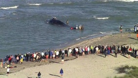 Venice beached whale: Swim advisory lifted after dead whale towed out to sea
