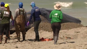 Beached whale dies after stranding itself off Venice coast: ‘It’s heartbreaking'