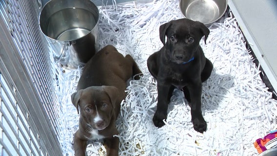 Bill allowing telemedicine for pets awaits Gov. DeSantis' signature