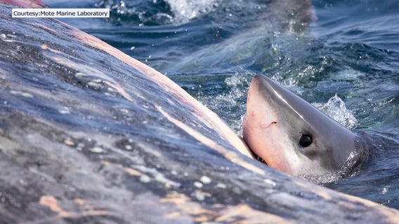 Predators appear near sperm whale off coast of Venice, cycle of life continues