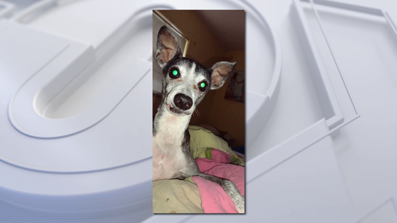 Temple Terrace sisters caring for critically sick dogs after two others die from illness