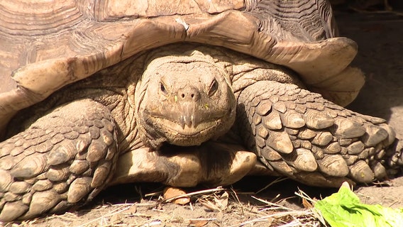 Bay area non-profits aim to care for exotic animals, educate on responsible ownership