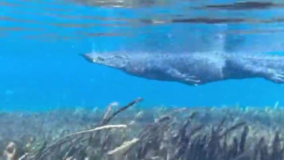Alligator ‘gracefully’ swims past Florida kayaking tour