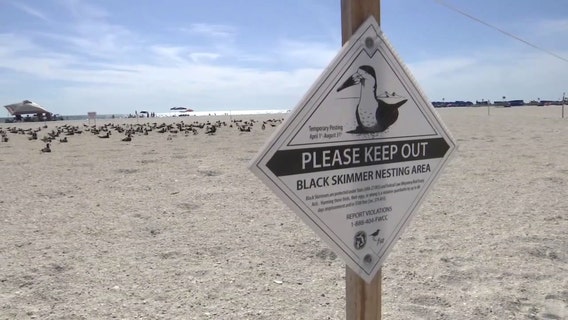 Seabirds nesting in the Bay Area as tourists visit for spring break