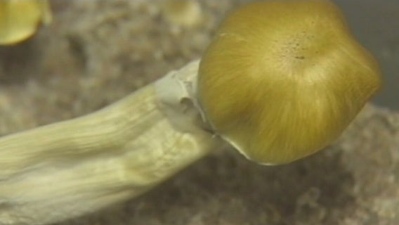 VA-funded psychedelic therapy trials for PTSD could save lives, veteran organization says