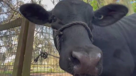 Polk County in critical need of large animal veterinarians: USDA report