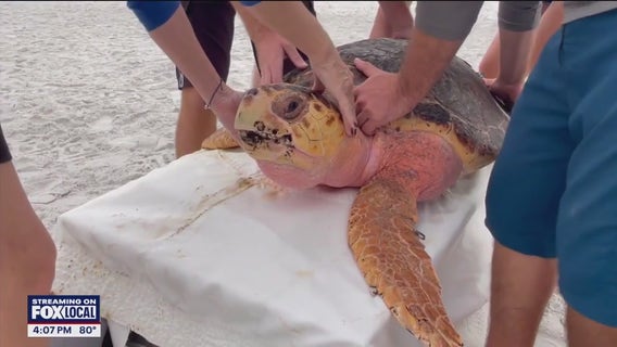 Loggerhead turtle returned home after rehab at Mote Marine Laboratory