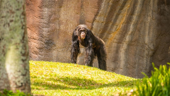 Five new chimps swing into Busch Gardens Tampa Bay