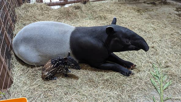 ZooTampa welcomes adorable endangered Malayan tapir calf
