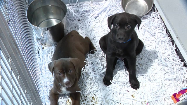 Bill allowing telemedicine for pets awaits Gov. DeSantis' signature