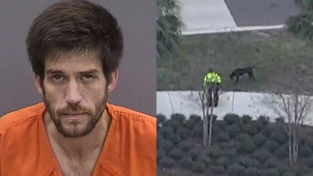 Video: Dog missing after owner causes multi-vehicle crash in Tampa and runs away: Police