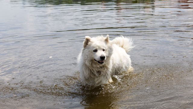 Dog parasite detected in Colorado River for 1st time, originating from other states
