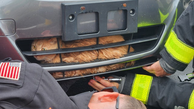 Firefighters rescue kitten stuck in grille of vehicle in North Port