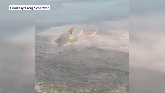 Mote Marine to house sickened sawfish from Florida Keys: 'The heart of our mission'