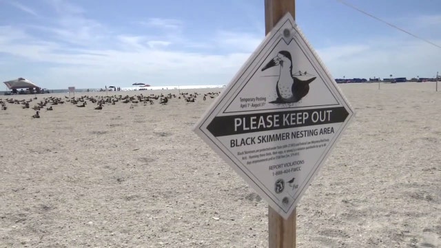 Seabirds nesting in the Bay Area as tourists visit for spring break