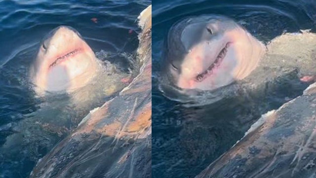 Video: Sharks feast on whale that died after stranding itself off the coast of Venice