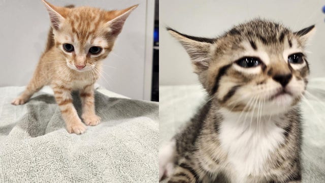 Kittens stolen from Tampa animal shelter safely returned after being taken by 2 suspects