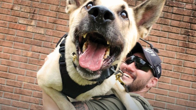 Citrus County K9 Riggs dies after emergency surgery