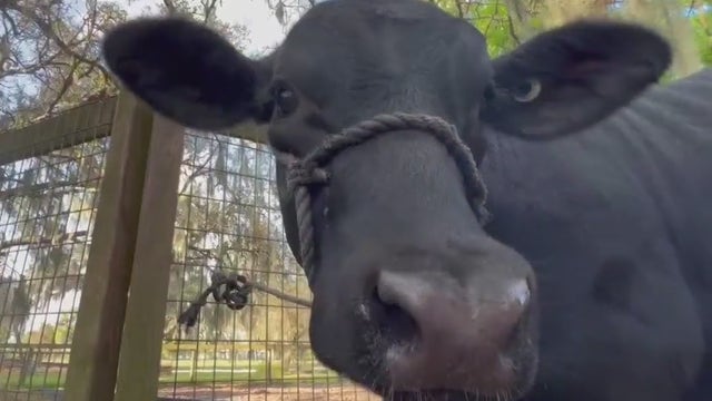 Polk County in critical need of large animal veterinarians: USDA report