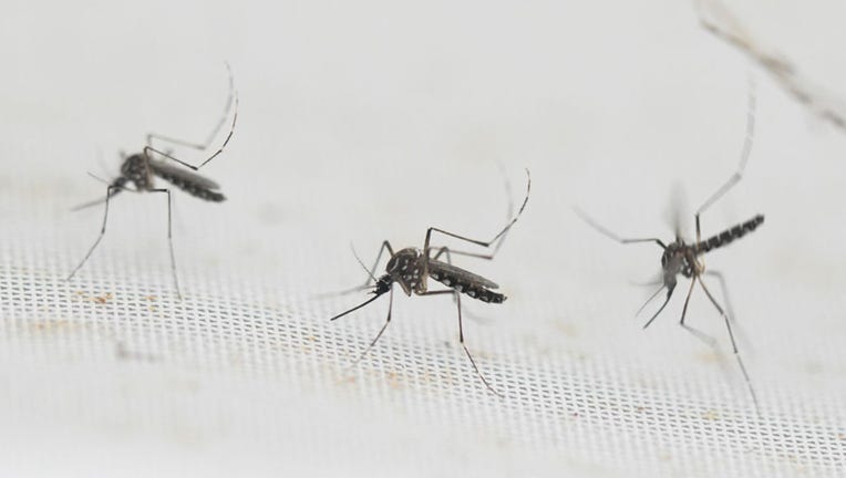 FILE - Aedes aegypti mosquitoes are pictured at a laboratory of the Center for Parasitological and Vector Studies (CEPAVE) of the national scientific research institute CONICET, in La Plata, Buenos Aires Province, Argentina, on March 26, 2024. (Photo by LUIS ROBAYO/AFP via Getty Images)