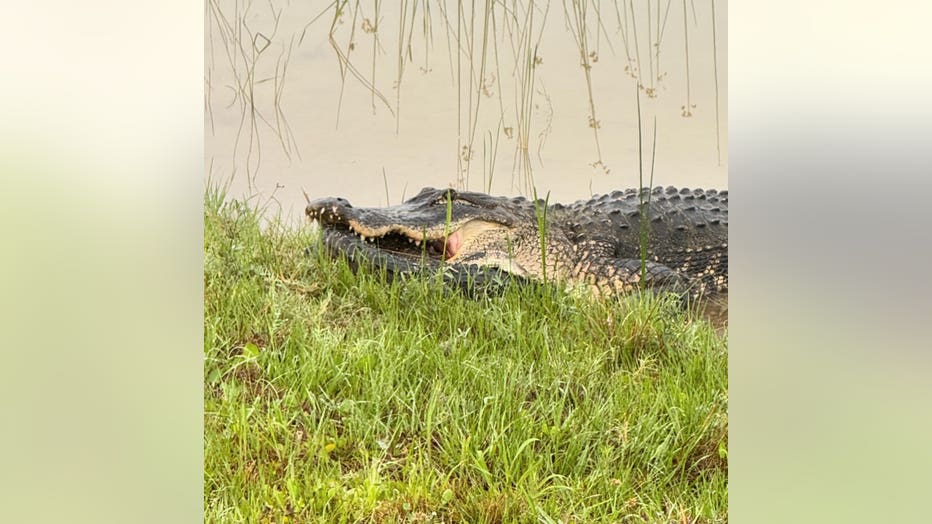 gator-1.jpg