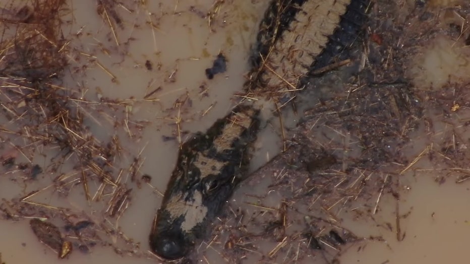 The Hall County Sheriff's Office sent up a drone on Wednesday to capture images and video the gator it believes charged at a deputy. Image is courtesy of HCSO. 