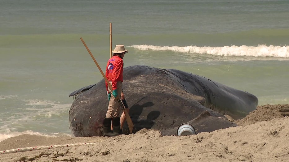 A 44-foot whale died off the coast of Venice after stranding itself. 