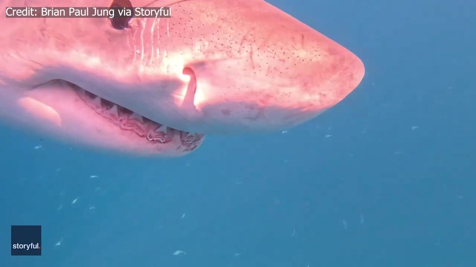 The great white shark head-butted the Sarasota boaters' camera before eating the whale. 