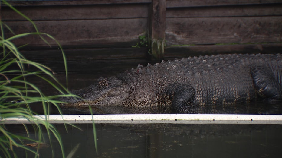 'Coca-Cola' has a new home at Croc Encounters in Tampa. 