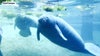 One of oldest known manatees, Juliet, dies at ZooTampa