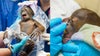 Busch Gardens welcomes critically endangered baby Bornean orangutan