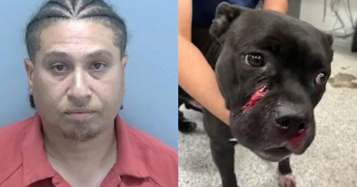 Florida man caught on camera shooting dog in face during argument over ...